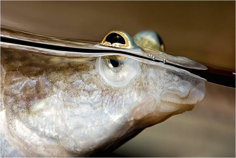 Лицо рыбы четерыхглазки фото